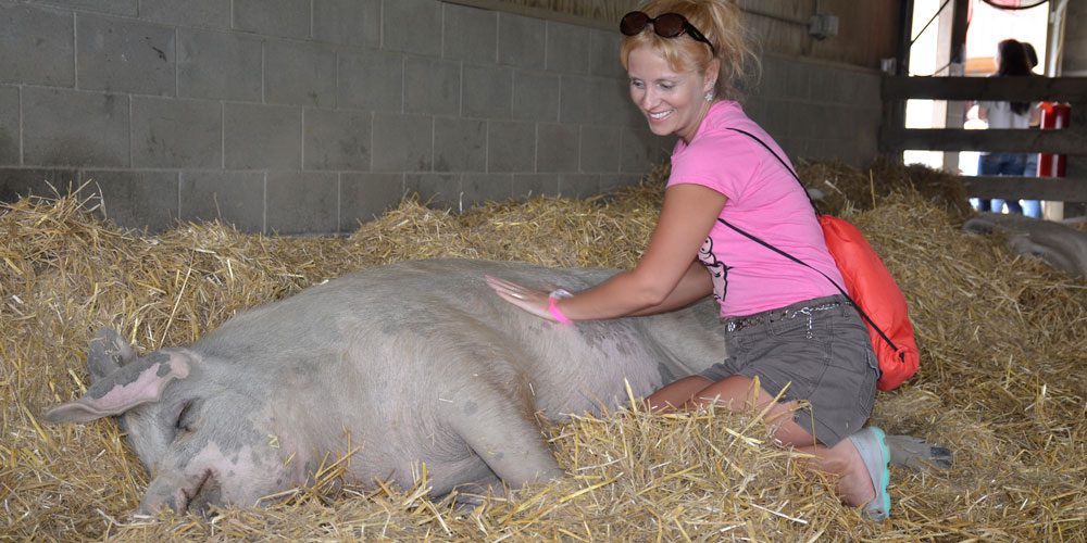 Visitor pets pig resident