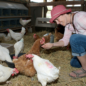 Visitor feeds chicken resident