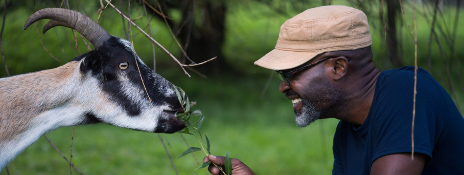 Visitor feeds goat resident