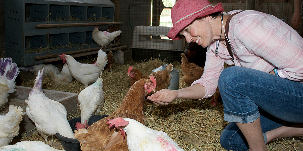 Visitor feeds chicken resident