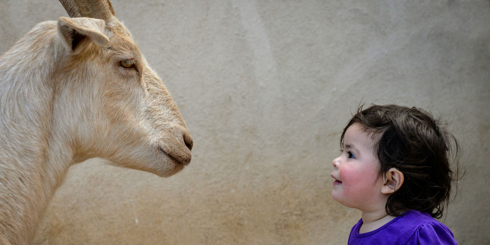 Child smiles at goat resident