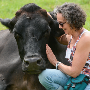 Visitor pets cow resident