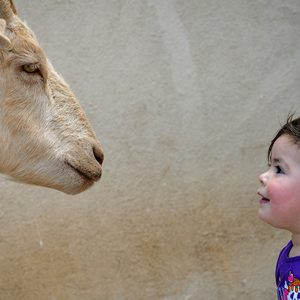 Child smiles at goat resident