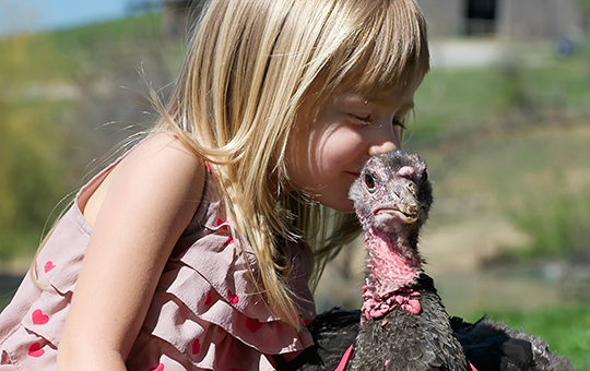 Child kisses turkey resident