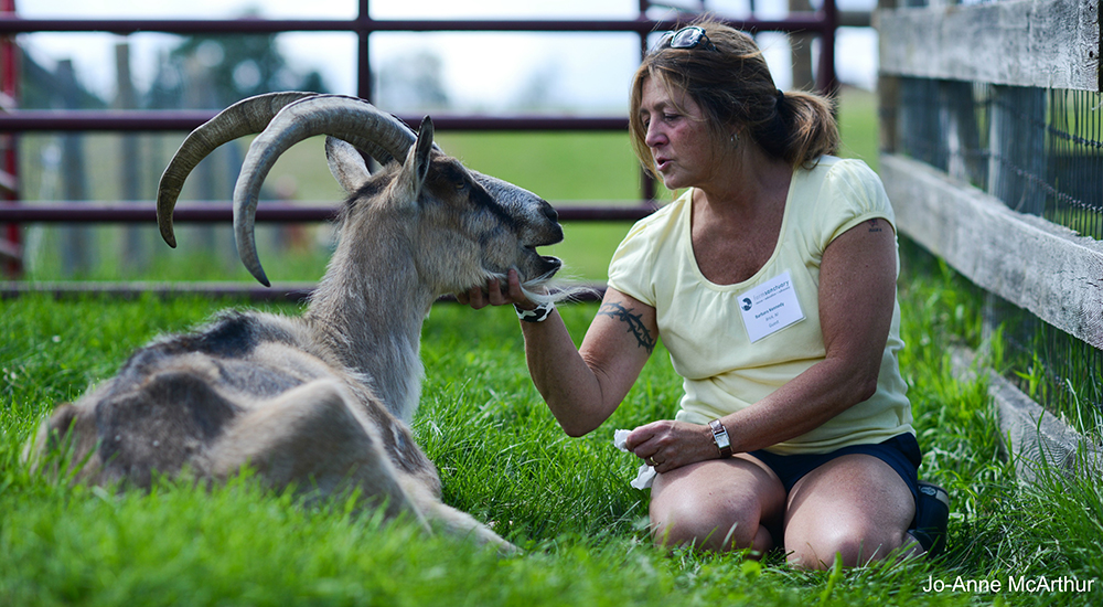 Visitor gazes at goat resident