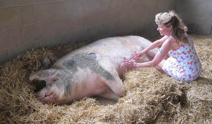 Mary pets pig resident